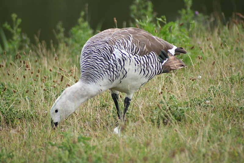 Killikus&reg; Fotographie